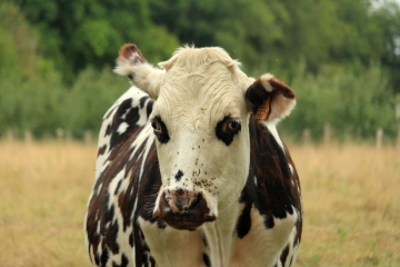 MOYAUX - 12 KM-calvados