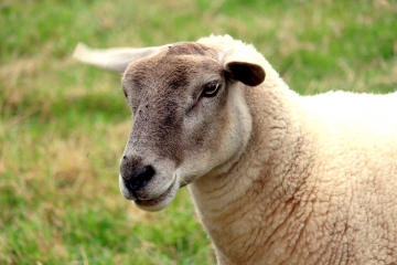 MOYAUX - 12 KM-calvados