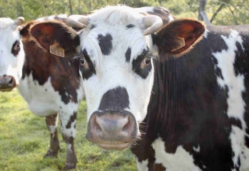 LIVAROT - LA COULEE VERTE-calvados