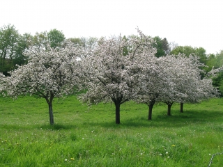 AUTOUR DE PONTECOULANT-calvados