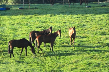 CORDEBUGLE - LE BOIS DE CORDEBUGLE-calvados