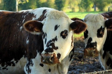 CORDEBUGLE - LE BOIS DE CORDEBUGLE-calvados