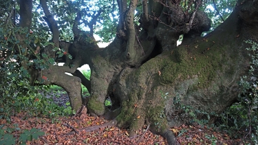 AU SUD DE BLANGY-LE-CHATEAU -calvados