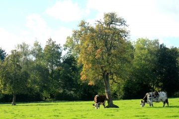 PIERREFITTE-EN-AUGE - CHEMIN DU GALLETOT-calvados