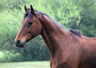 FRIARDEL - TOUR D ORBEC-calvados