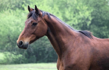 FRIARDEL - TOUR D ORBEC-calvados