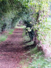 L AJON DE MAISONCELLES A LA CAINE-calvados