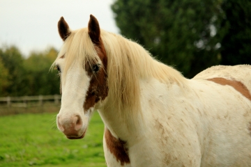 MOYAUX 11 KM-calvados