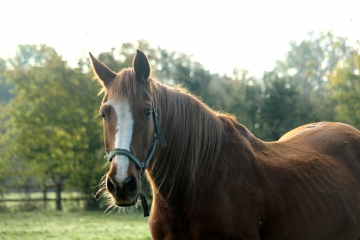 LIVAROT-PAYS-D AUGE - AUQUAINVILLE - FERVAQUES-calvados