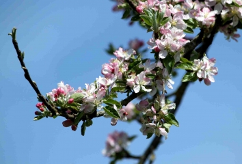 LE PRE D AUGE-calvados