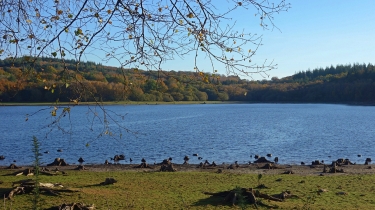 FORET DOMANIALE DE SAINT-SEVER-calvados
