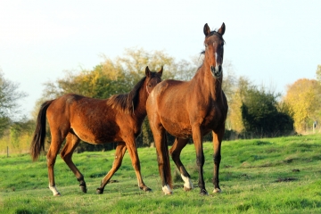 ORBEC - 13 KM-calvados