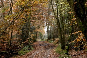 LIVAROT-PAYS-D AUGE - BELLOU-calvados