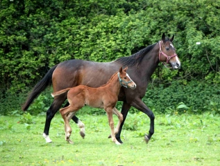 SAINT-CYR-DU-RONCERAY-calvados