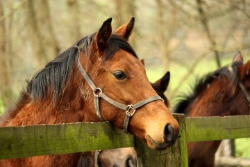 BONNEBOSQ - LE FOURNET-calvados