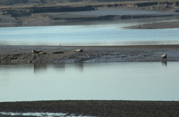 BAIE DE L ORNE-calvados