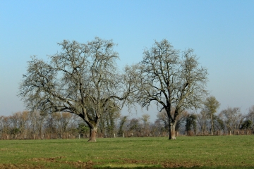 LIVAROT - SAINTE-MARGEURITE-DES-LOGES-calvados