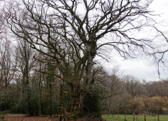 LA VIGNE (BIS)-calvados