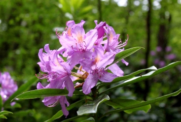 HONFLEUR - BOIS DU BREUIL (2)-calvados