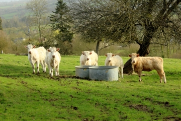 LIVAROT-PAYS-D AUGE - CHEFFREVILLE-TONNENCOURT-calvados