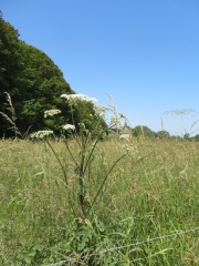 LE MARAIS ET LE VICALET-calvados