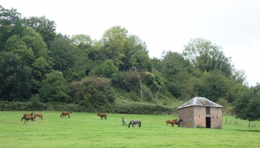 LE TORQUESNE (LE CHENE TORDU)-calvados