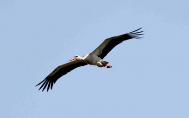 JANVILLE ET SON MARAIS-calvados