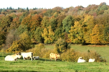 FRIARDEL - VAL IMBERT-calvados