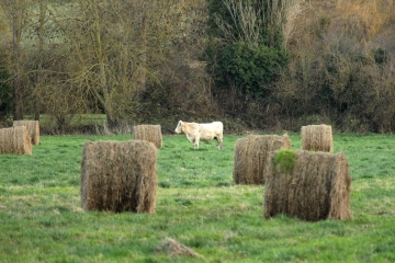 VIMONT - LES MARAIS-calvados