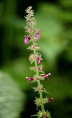 ORBEC - BOIS DES CAPUCINS-calvados