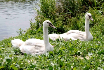 MARAIS DE BLONVILLE-SUR-MER-calvados