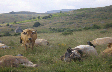 PLATEAU DE L AUBRAC CANTALIEN-cantal