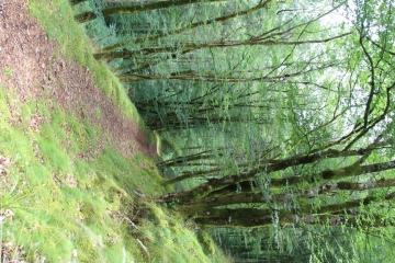 CHEMIN DU PESTRE-cantal