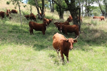 FONTANGES - VAL D ASPRE-cantal