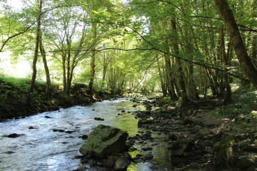 FORET DE MIERS-cantal