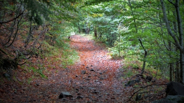SAINT CIRGUES - FLANDONNIERE - LAPRADE LE LONG DU PR-cantal