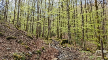 PETITE BOUCLE DE 11 KM AU DEPART DE CONDAT-cantal