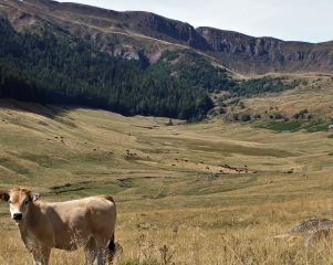 LES FOURS DU PEYRE ARSE - PUY MARY-cantal