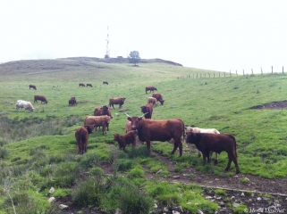 CHATEAU D APCHON-cantal