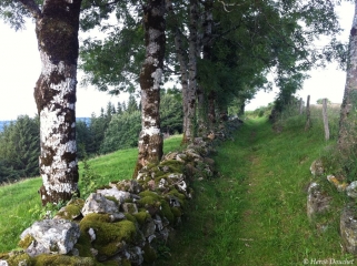 LES ROCHES FALEIX-cantal