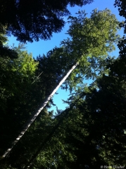 LE ROI DES MAUBERTS-cantal