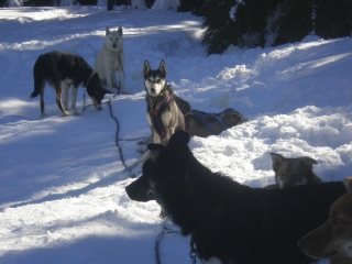 RAQUETTES A SAINT-URCIZE-cantal
