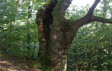 DECOUVERTE DES OISEAUX-cantal