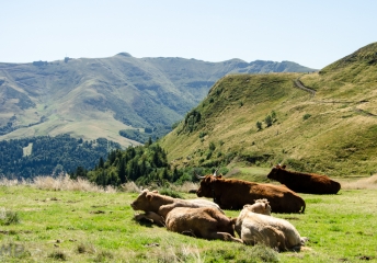 LE TETON DE VENUS-cantal
