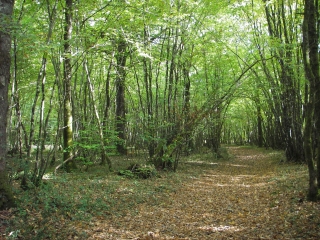 ABZAC - SENTIER DE LA FORET DE MONETTE-charente