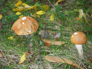 ABZAC - SENTIER DE LA FORET DE MONETTE-charente