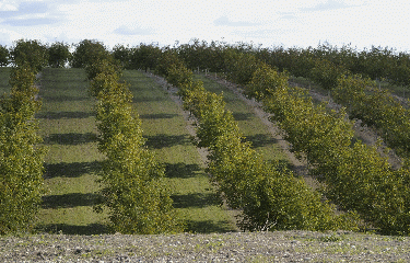 BRIE-SOUS-CHALAIS-charente