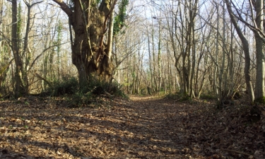 LA CHEVRERIE-charente