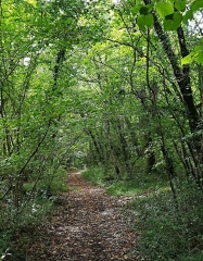 LE LAC NOIR - BOIS DE LA BRACONNE-charente