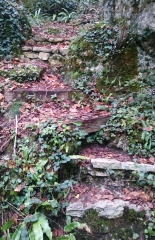 FORET DE LA BRACONNE (2)-charente